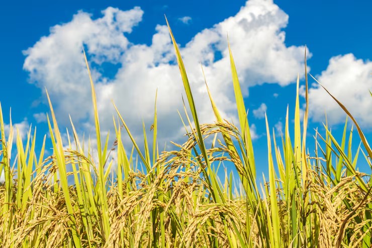 Jayathissa Lanka Agro